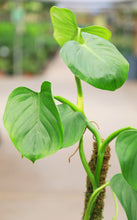 Load image into Gallery viewer, 6in Philodendron Grazielae Totem
