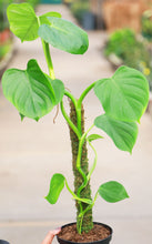 Load image into Gallery viewer, 6in Philodendron Grazielae Totem
