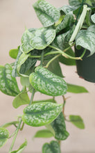 Load image into Gallery viewer, Silver Satin Scindapsus
