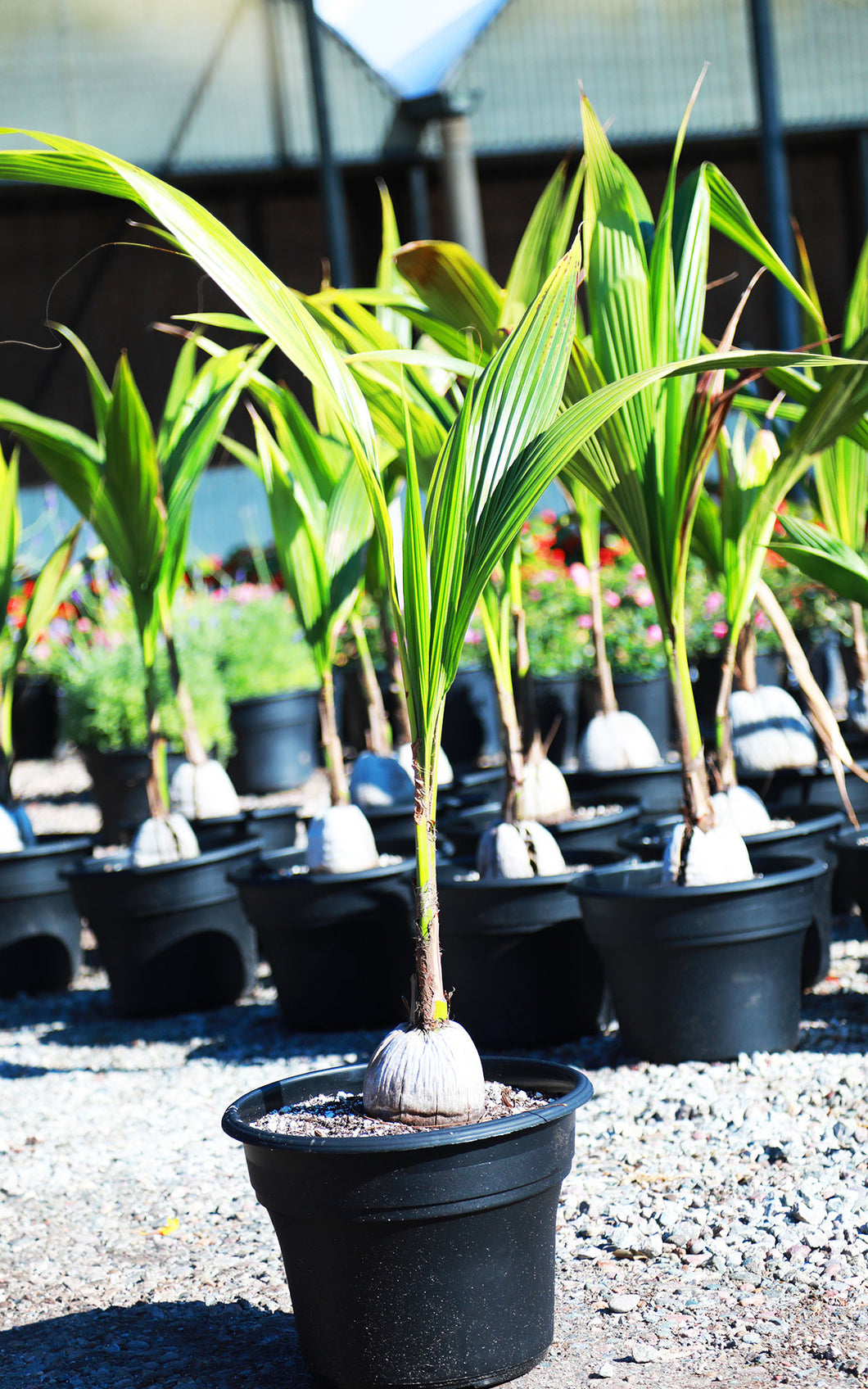 7 Gallon Coconut Palms