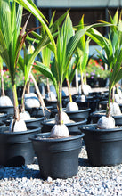 Load image into Gallery viewer, 7 Gallon Coconut Palms
