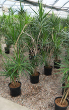 Load image into Gallery viewer, 7 Gallon Dracaena Marginata ‘Freestyle’ *Pick-up Only*
