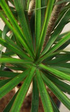 Load image into Gallery viewer, 7 Gallon Dracaena Marginata ‘Freestyle’ *Pick-up Only*
