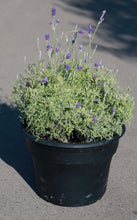Load image into Gallery viewer, 7 Gallon Fern Leaf Lavender
