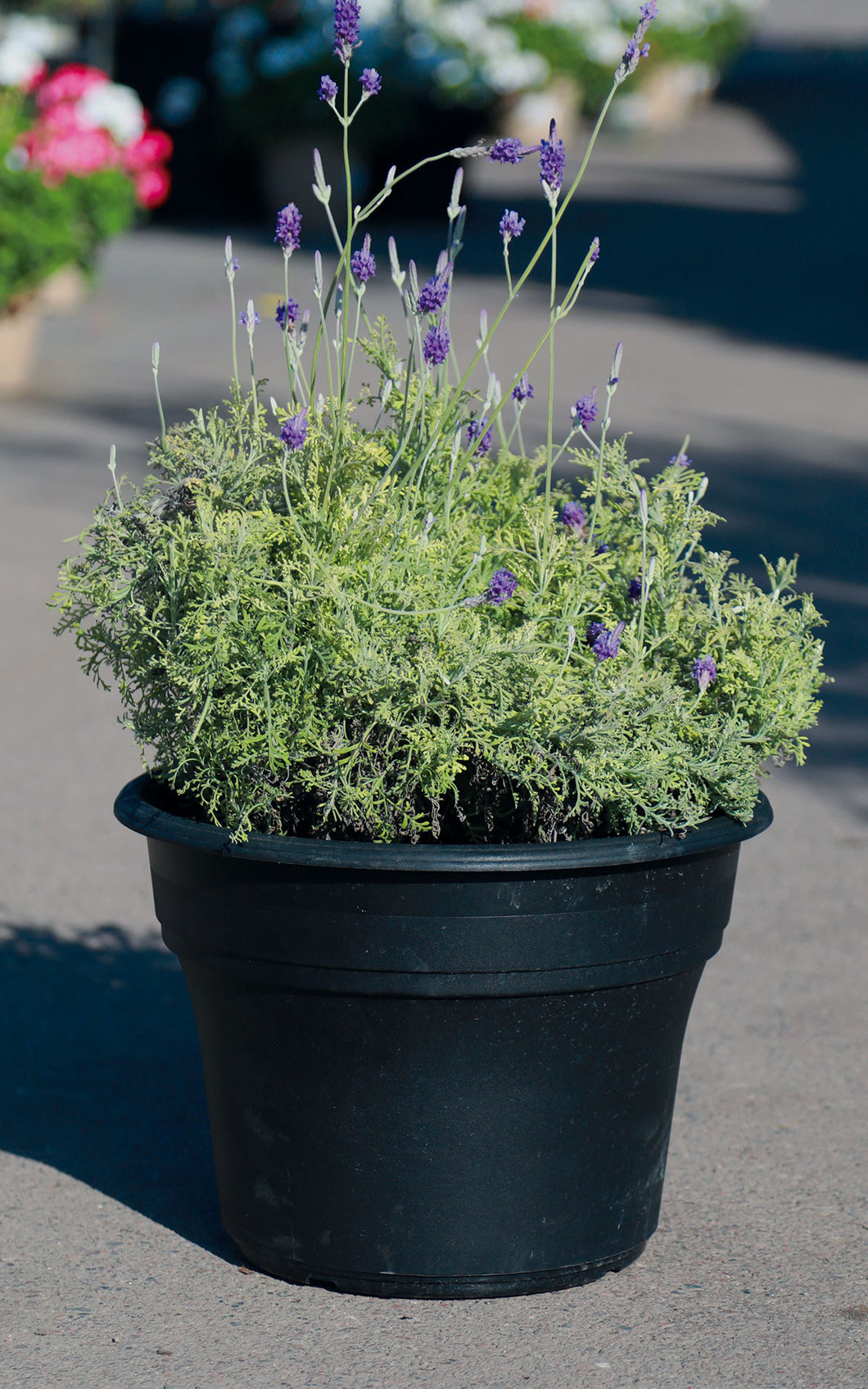 7 Gallon Fern Leaf Lavender