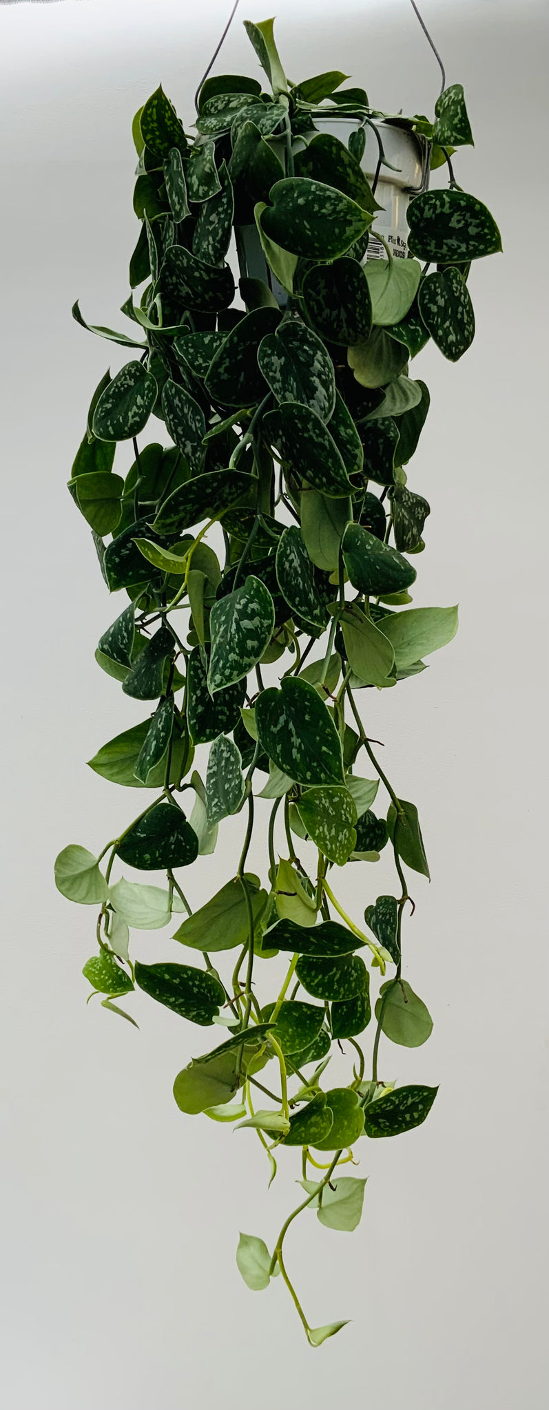 Silver Ann Scindapsus
