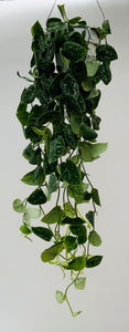 Silver Ann Scindapsus