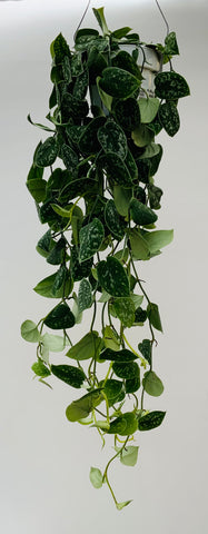 Silver Ann Scindapsus