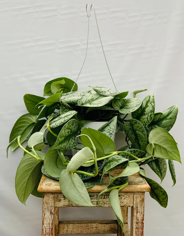 Silver Satin Scindapsus