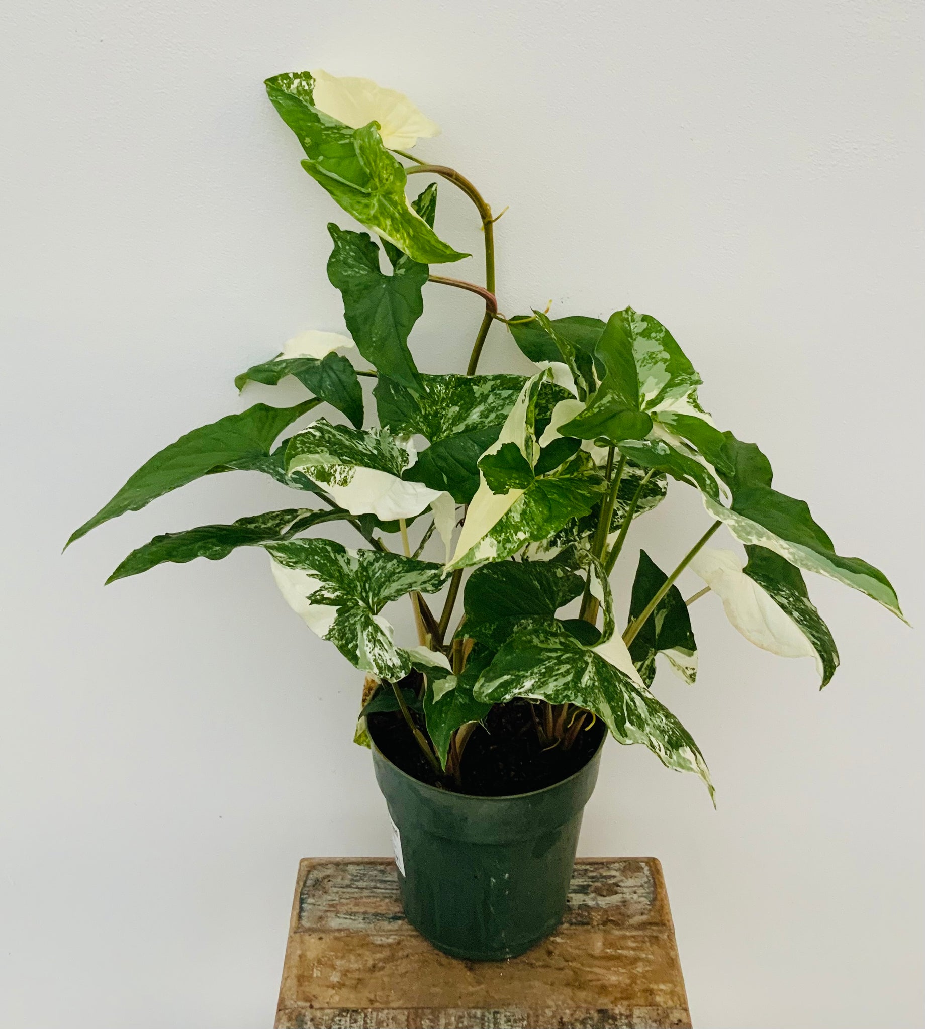 *Flash Sale* 6in Syngonium Podophyllum Albo-Variegatum