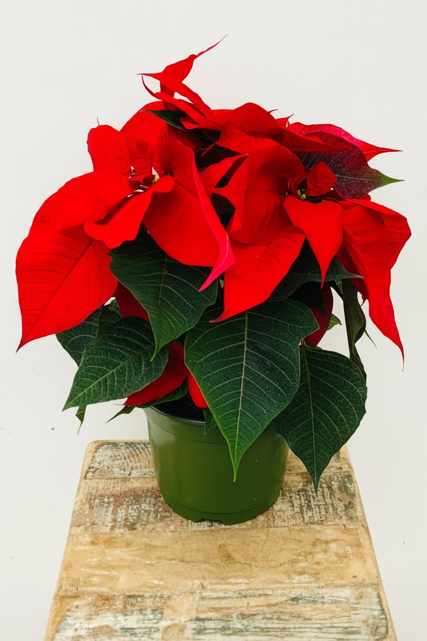 Poinsettia