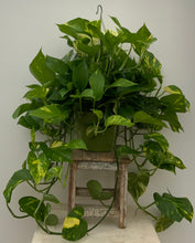 Load image into Gallery viewer, 8in Epipremnum ‘Golden’ Pothos
