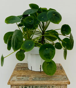 Pilea Peperomioides