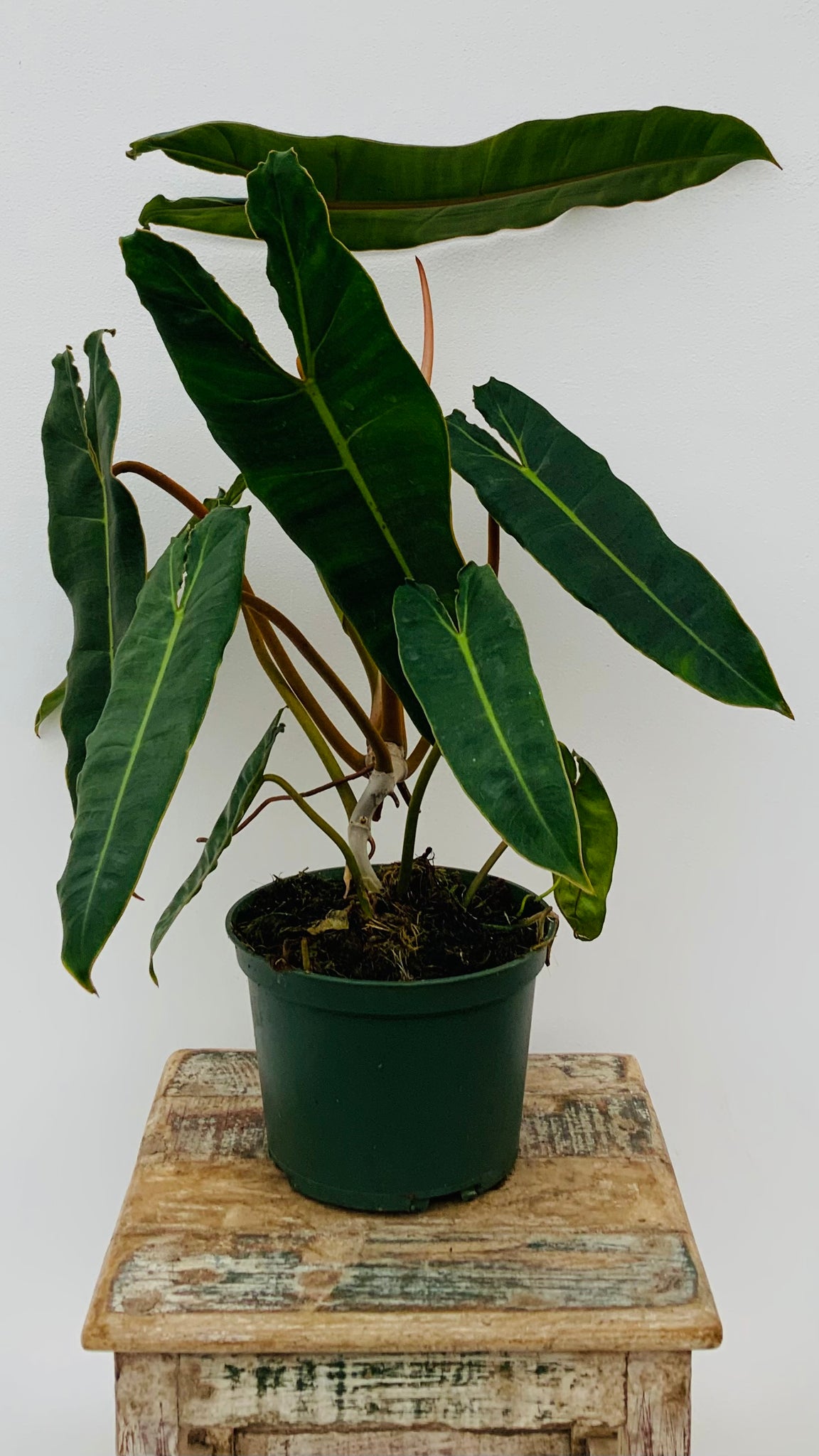 6in Philodendron Billietiae