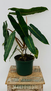 6in Philodendron Billietiae