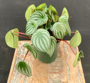 Watermelon Peperomia