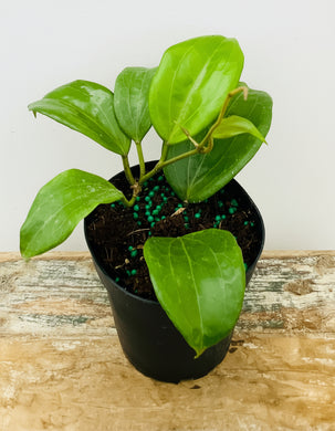 Rare Hoya Quinquinervia Potted plant with green leaves on a wooden surface
