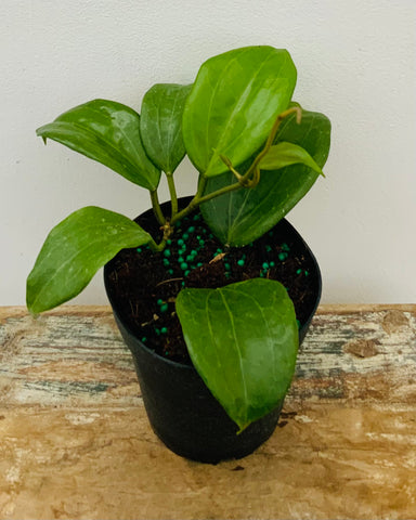 4" Hoya Quinquinervia