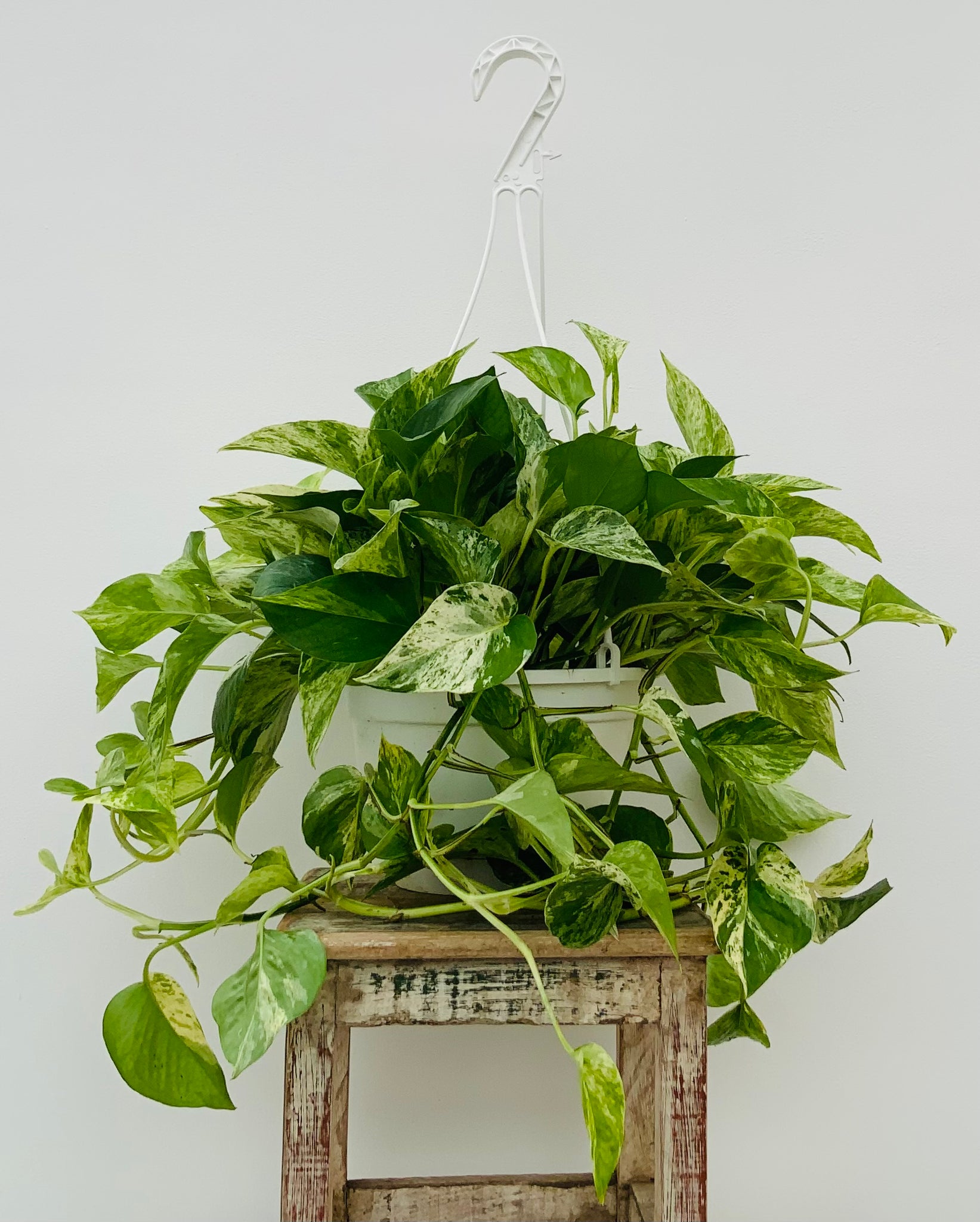 8in Hanging Marble Queen