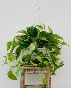 8in Hanging Marble Queen