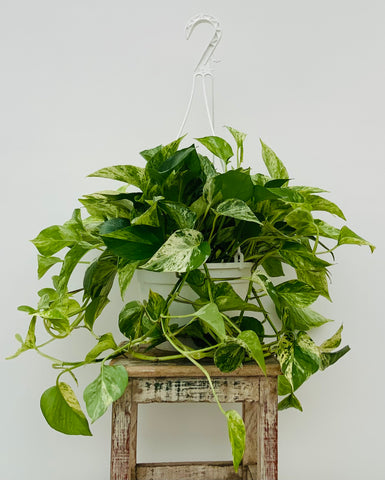 8in Hanging Marble Queen