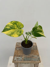 Load image into Gallery viewer, 5” Monstera ‘Marilyn Aura’
