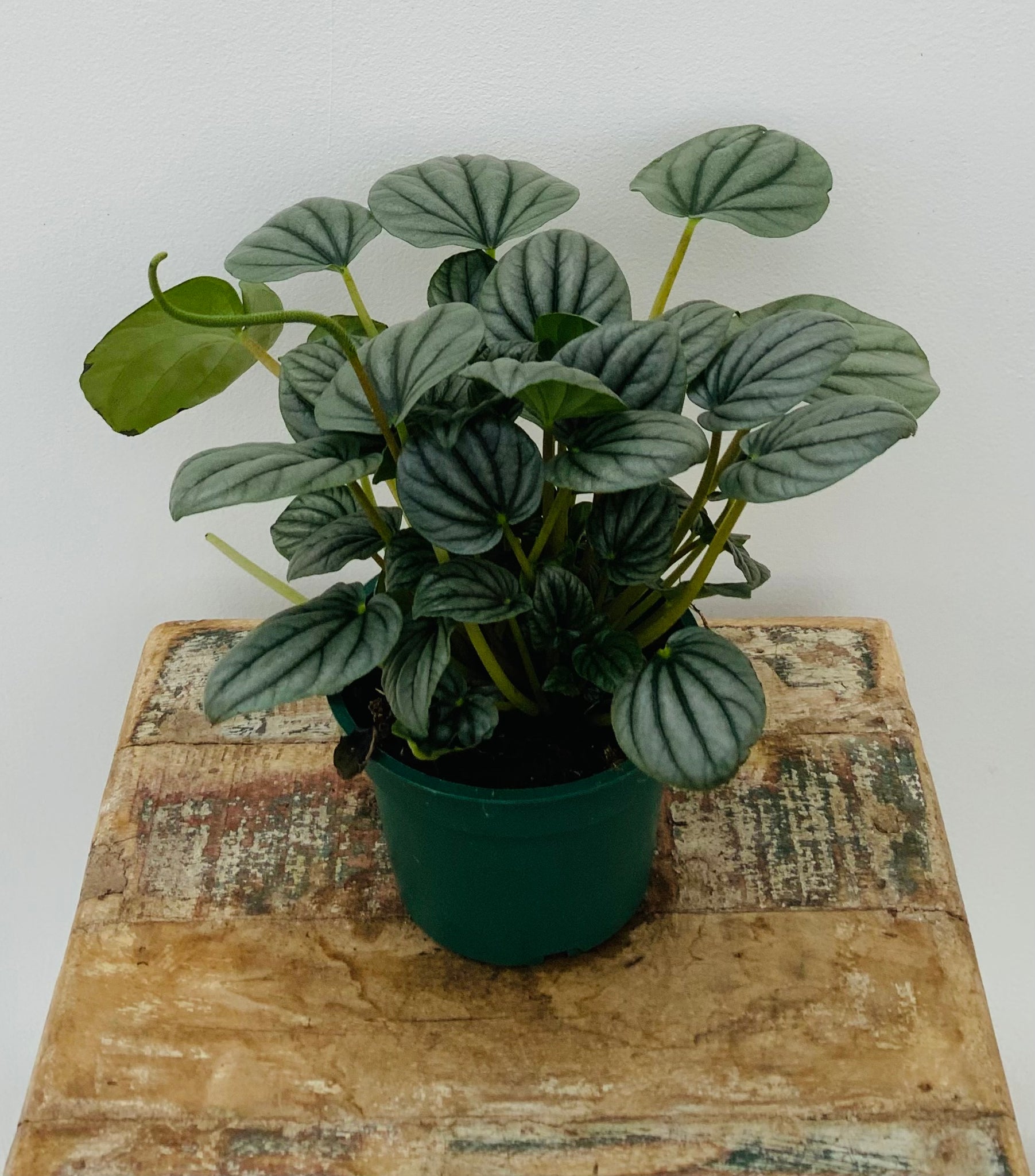 4in Peperomia Frost