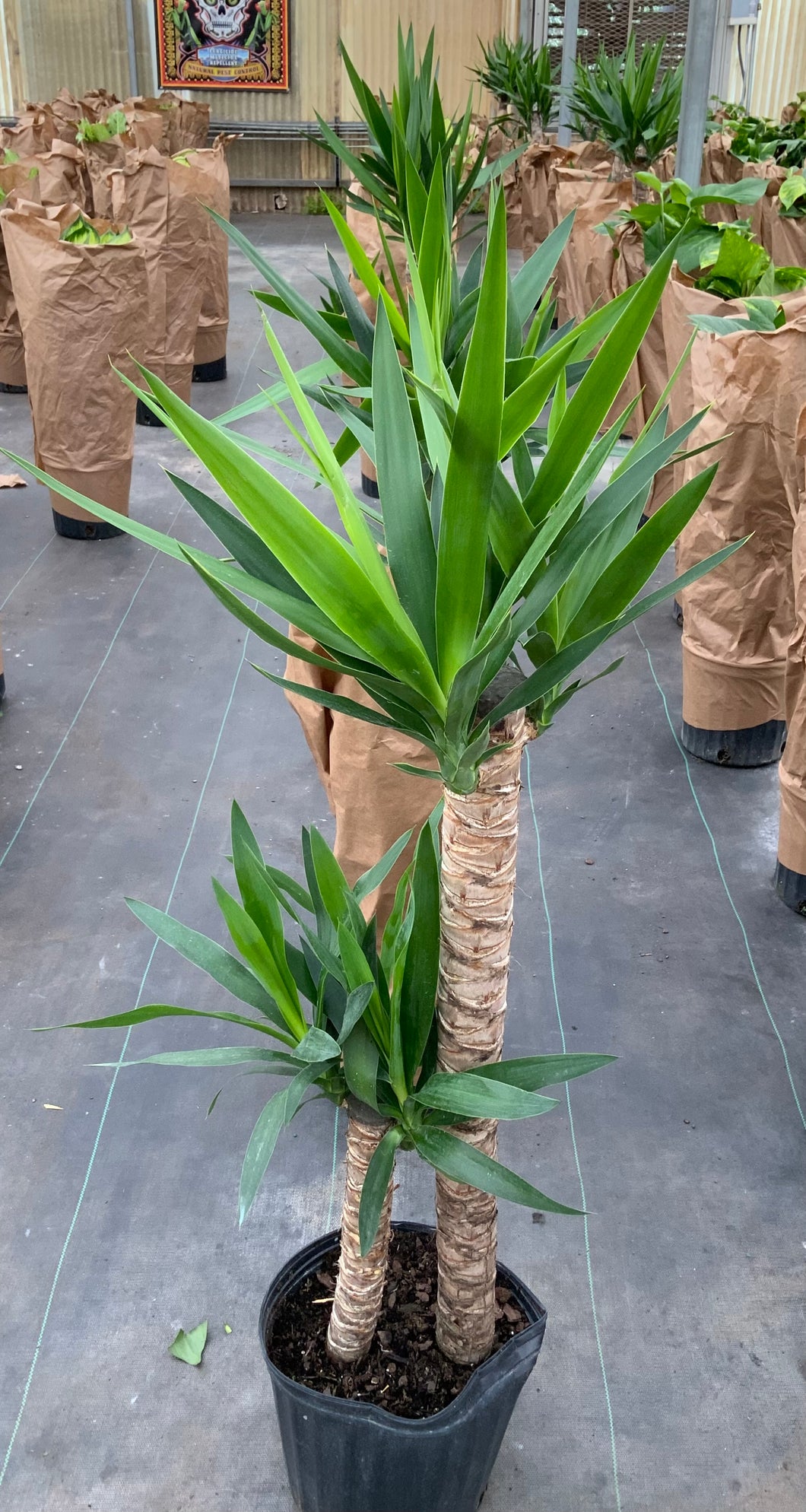 3 gallon Spineless Yucca *Fall Sale*🍂🍁