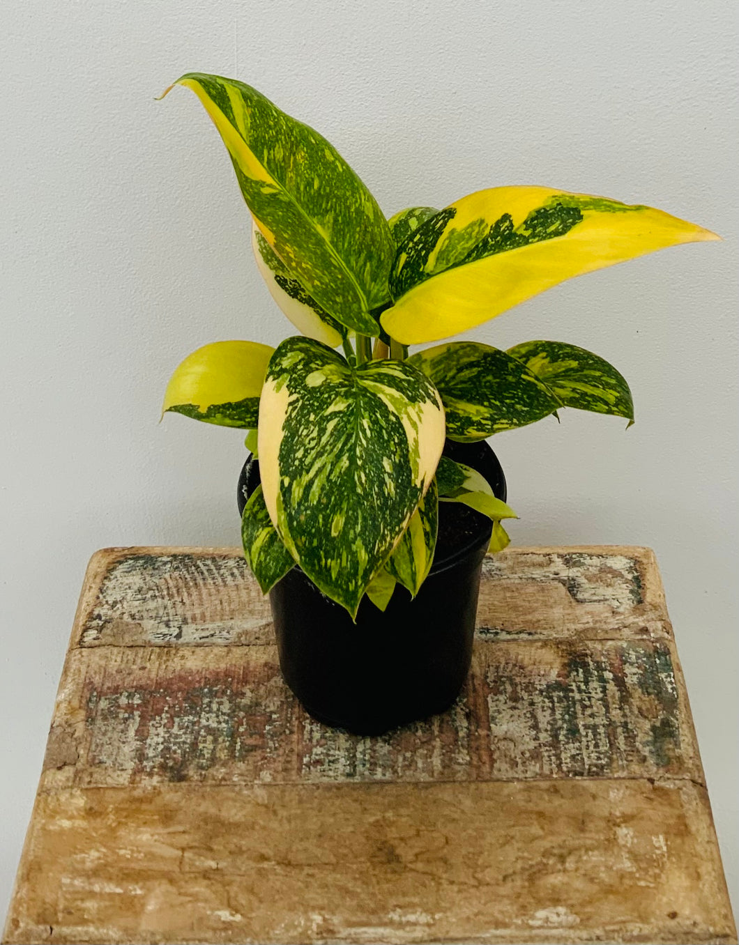 4in Philodendron ‘Green Congo Nuclear’ Variegated
