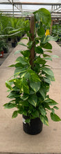 Load image into Gallery viewer, 10" Premium Golden Pothos Totem
