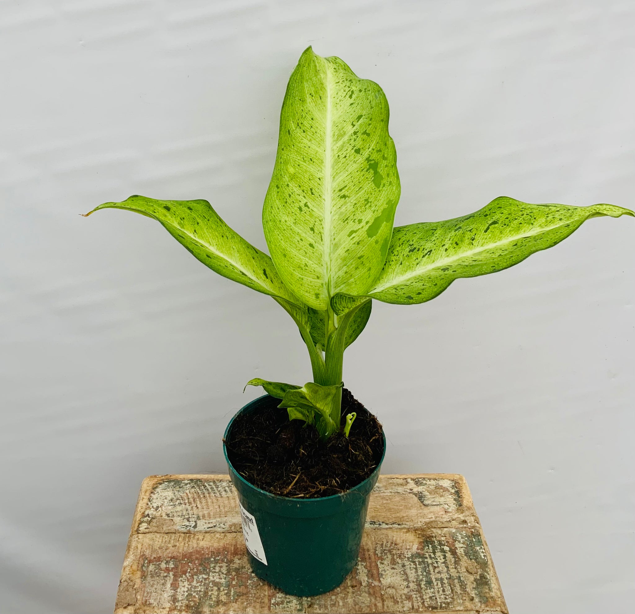 4" Dieffenbachia 'Camouflage'