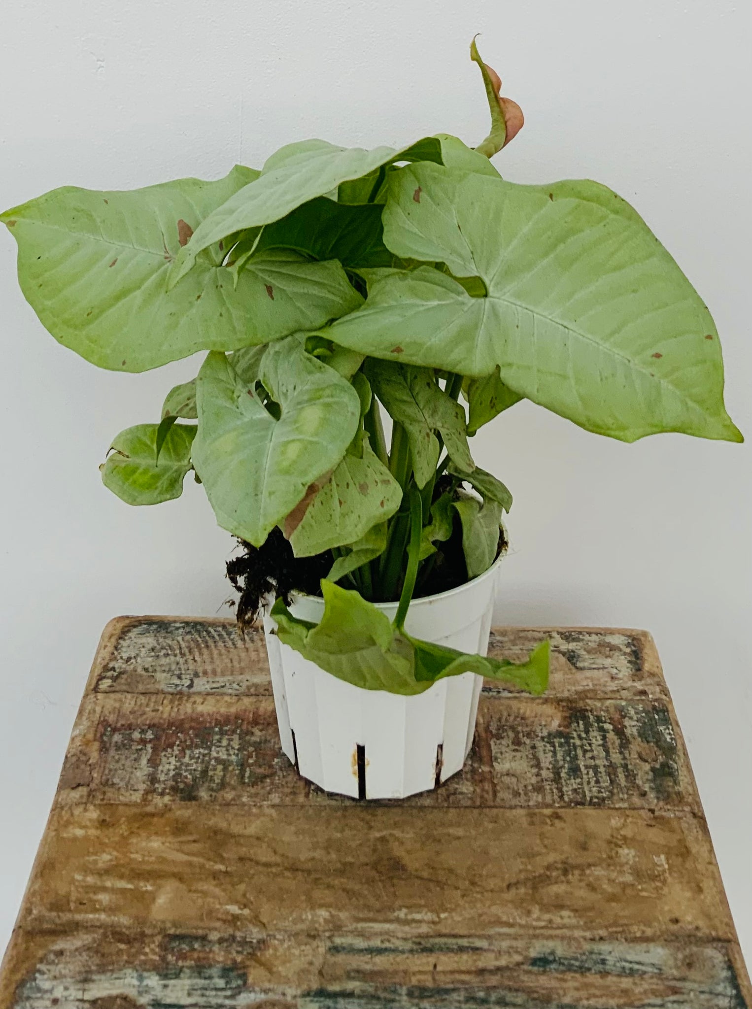 4in Syngonium Confetti