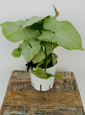 4in Syngonium Confetti