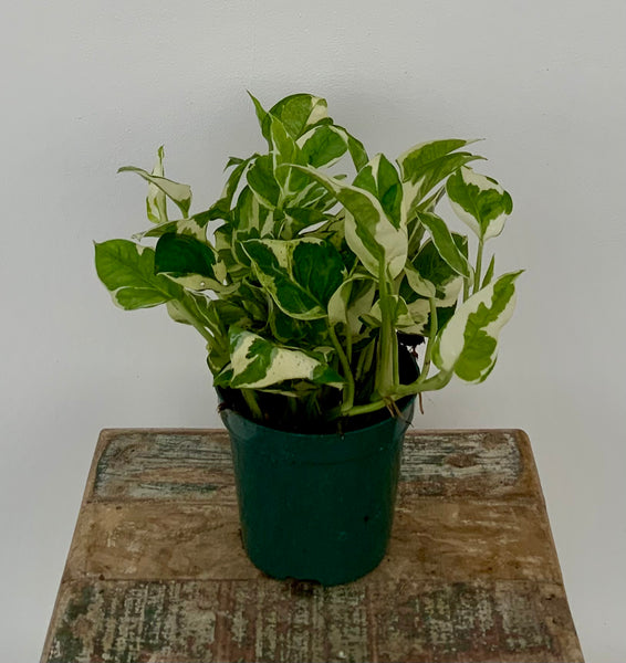 Pothos 'N Joy'