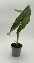 Load image into Gallery viewer, 5in Alocasia Simpo
