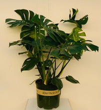 Load image into Gallery viewer, 3gl Monstera Deliciosa
