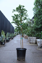 Load image into Gallery viewer, 15 gal Ficus Nitida Column
