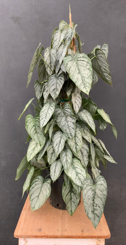 8in Philodendron Brandtianum Big Leaf