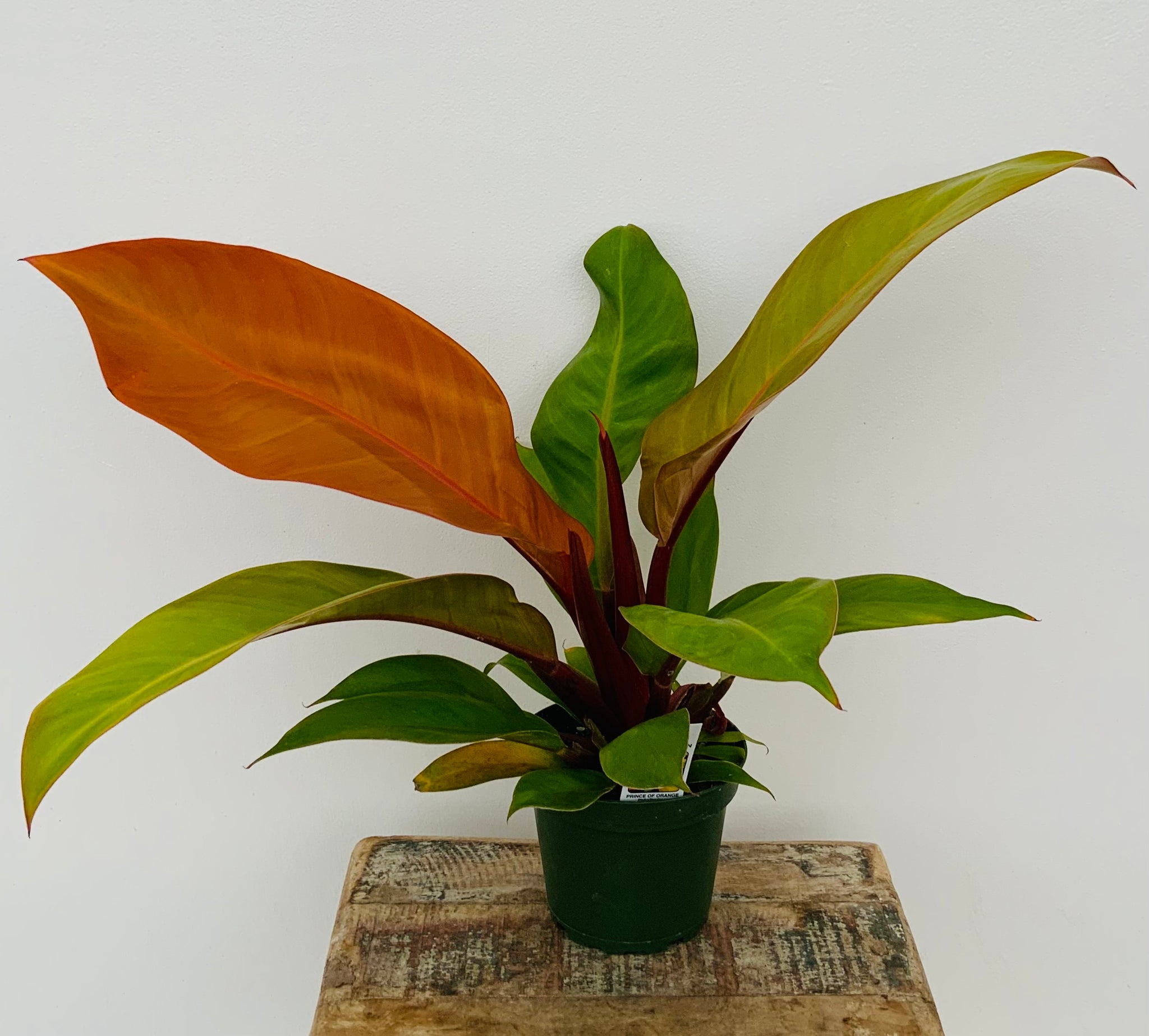4in Philodendron ‘Prince of Orange’