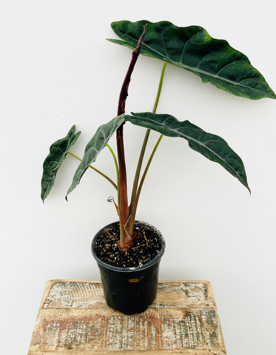 4 inch Alocasia Chantrieri