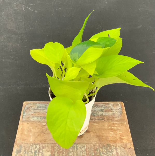 Neon Pothos