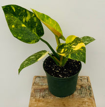 Load image into Gallery viewer, Philodendron ‘Green Congo Nuclear’ Variegated
