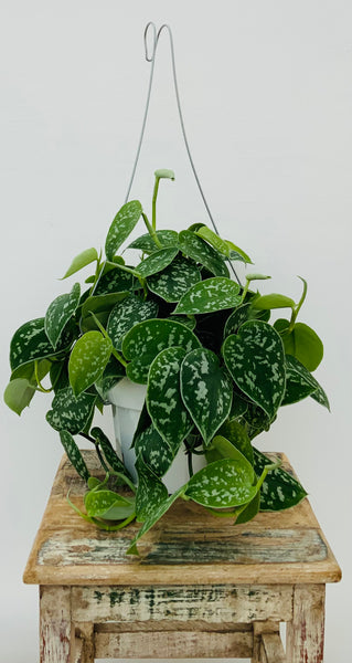 Silver Ann Scindapsus