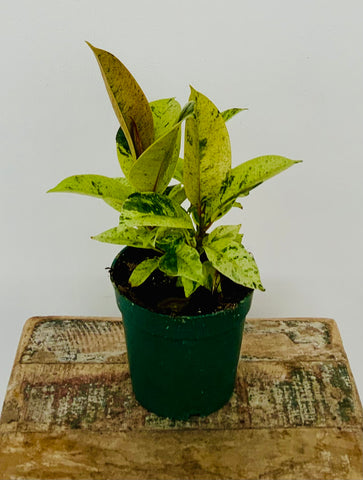 4in Rubber Tree (Ficus Elastica Shivereana)