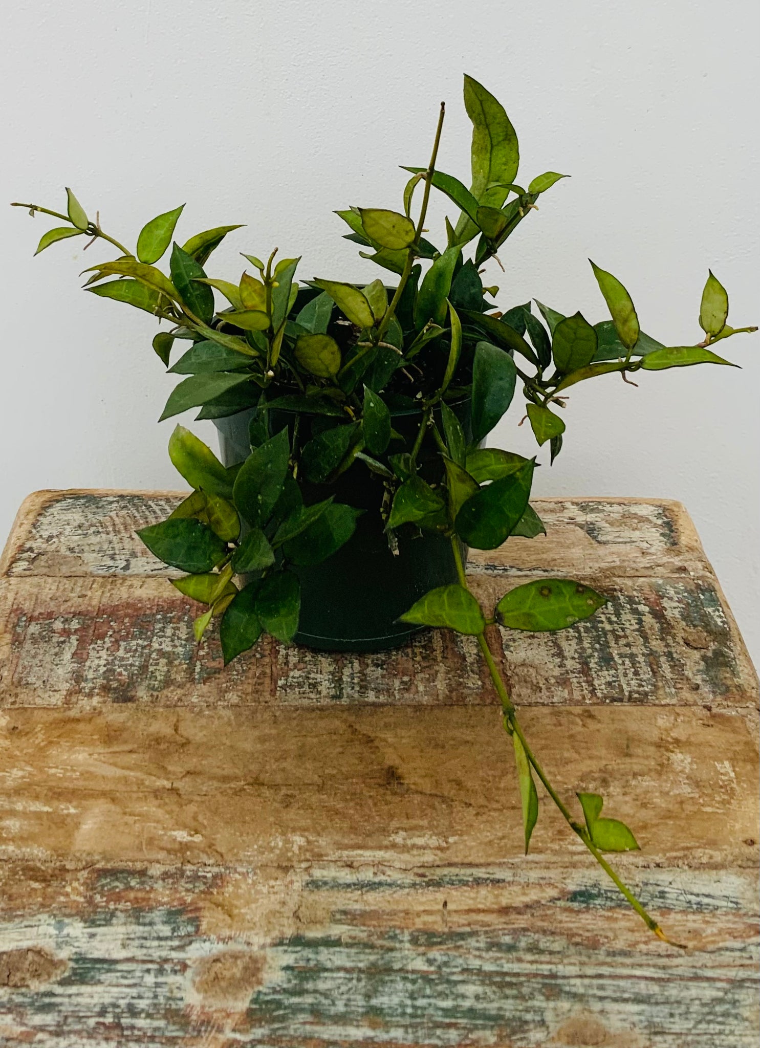 4in Hoya lucanosa