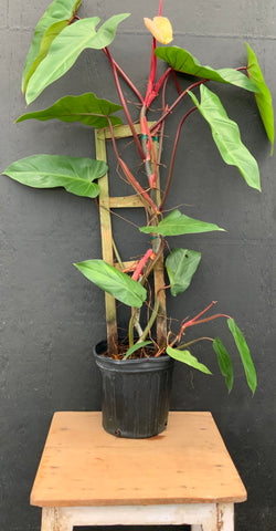 3gl Philodendron Red Emerald on Trellis