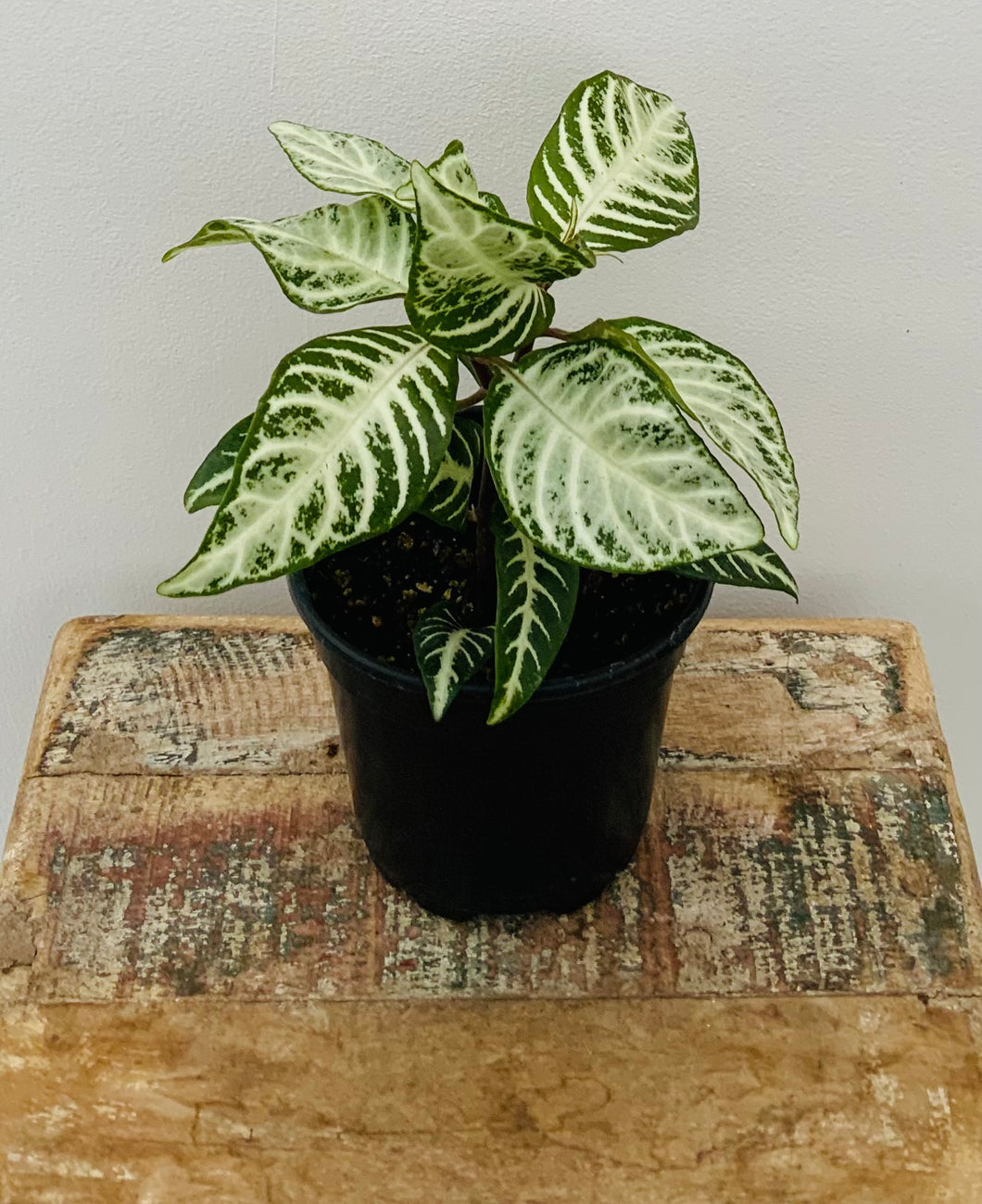 4in Aphelandra Snow White