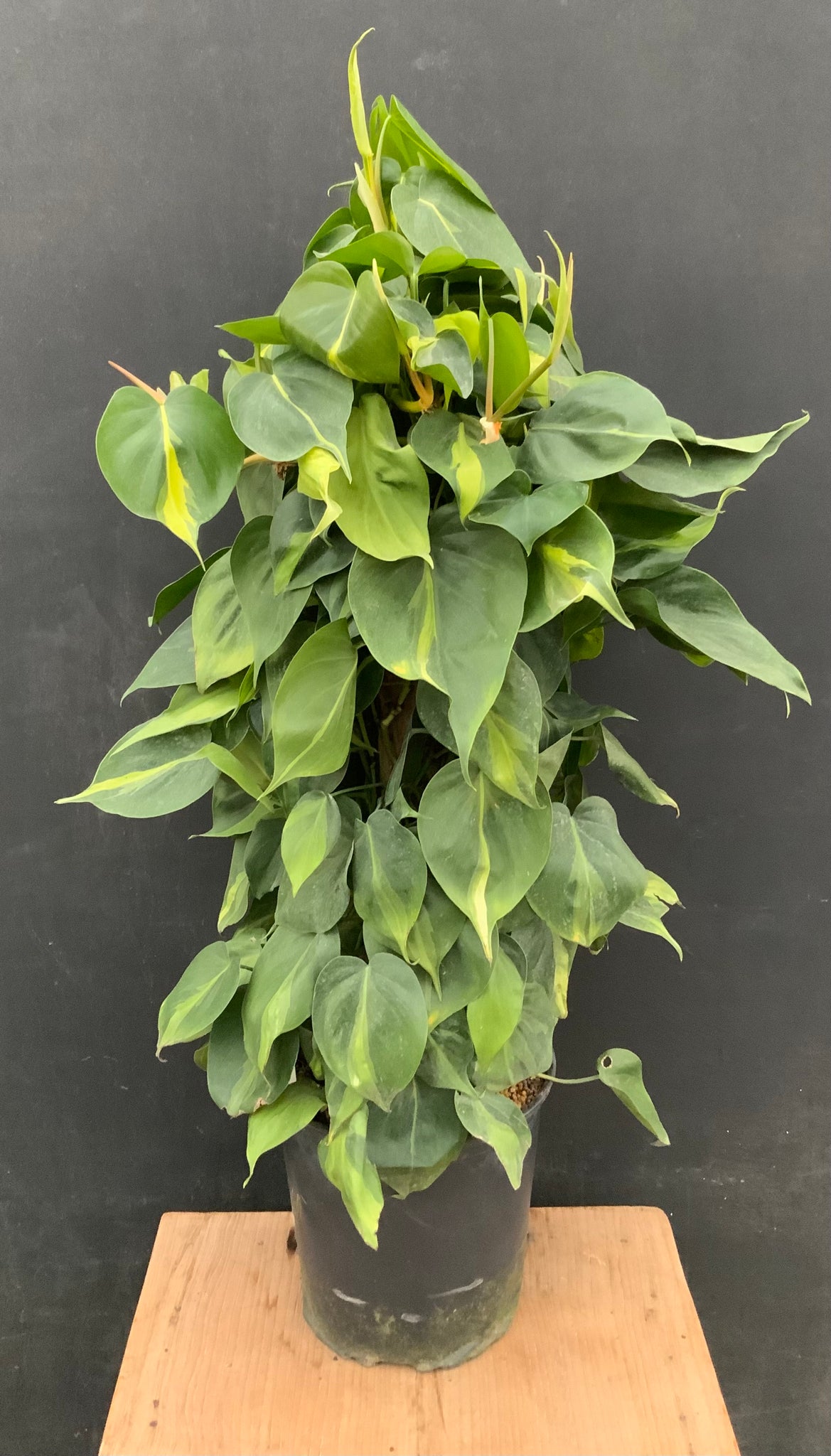 8in Philodendron ‘Brasil' Totem