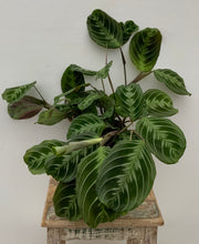 Load image into Gallery viewer, 6in Maranta Silver Band
