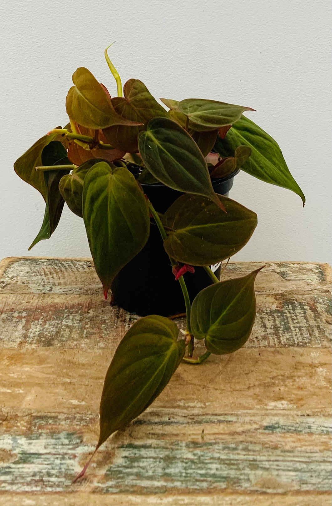 Philodendron ‘Micans’